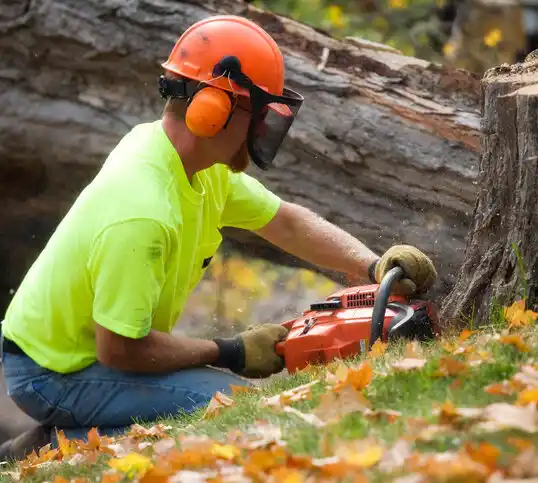 tree services Hertford